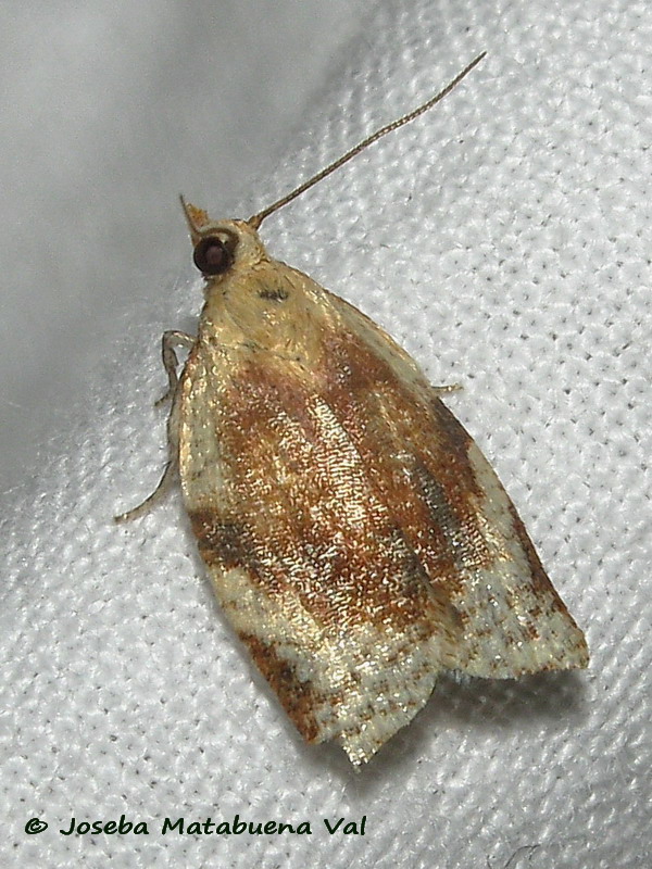 Clepsis siciliana - Tortricidae